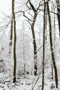 Kaboompics - Frost Covered Tree Trunks In A Snowy Winter Forest