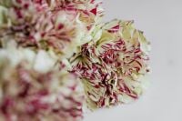 Kaboompics - Textured Striped Carnation Flowers on White Background
