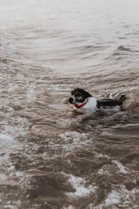 Dog in the water