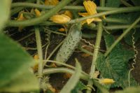 Kaboompics - Young Cucumber Growing Among Garden Vines