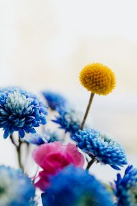 Kaboompics - Yellow Craspedia and Blue Chrysanthemums in Soft Focus Floral Composition