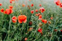 Kaboompics - A field of Red Poppies