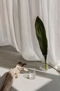 Kaboompics - Green Leaf in Glass Vase With Minimal Water Still Life