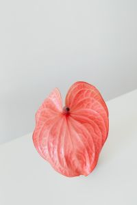 Kaboompics - Close-Up Pink Anthurium with Soft Neutral Floral Background