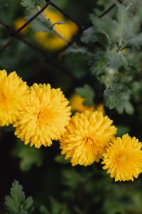 Kaboompics - Close-Up of Yellow Chrysanthemums in Natural Light