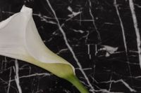 Kaboompics - Macro White Calla Lily Petal Against Veined Black Marble Background