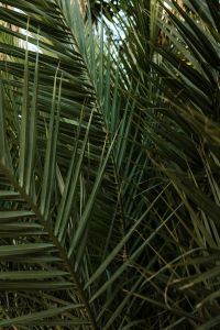 Kaboompics - Layered Palm Fronds Tropical Background