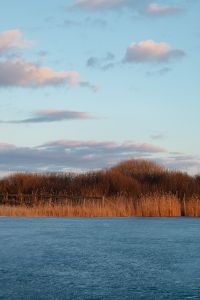 Kaboompics - Pink Clouds Above Winter Reeds and a Frozen Shore