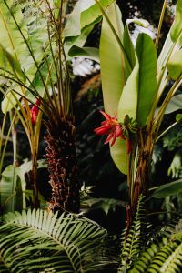 Kaboompics - Close View of a Red Flower Among Palm Leaves
