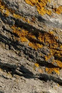 Kaboompics - Close Up of Orange Lichen on Gray Stone Texture