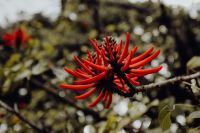 Kaboompics - Close-Up of a Red Tropical Flower Against Garden Bokeh
