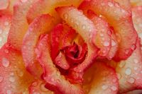 Kaboompics - Peach Rose Macro with Raindrops and Warm Floral Texture