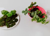 Kaboompics - Green Moss and Veined Fittonia Cuttings on a White Table with Copy Space