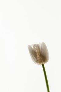 Kaboompics - Single White Tulip Bud on a Long Green Stem with Bright Copy Space, Minimal Floral Photo