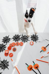 Kaboompics - Puppy Peeking Through Curtains over Halloween Party Decorations