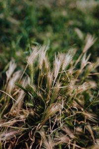 Kaboompics - Sunlit Pale Grass Seed Heads against Deep Green Foliage, Vertical Nature Background