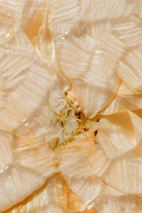 Kaboompics - Flower Center and Pale Peach Petals in Macro Detail, Neutral Botanical Texture