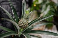 Kaboompics - Woman holding a pineapple blossom