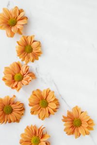 Kaboompics - Chrysanthemums Scattered Along Marble Edge with Copy Space