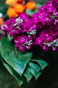 Kaboompics - Magenta Stock Flowers with Blurred Orange Blooms in Background