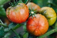 Kaboompics - Ripe Garden Tomatoes With Water Drops on the Vine