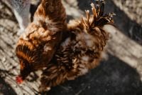Kaboompics - Farm chicken eating seeds