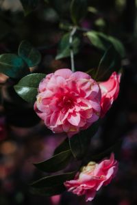 Kaboompics - Soft Rose Blossom with Green Garden Background