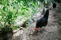 Kaboompics - Black Hen Pecking at the Ground in a Leafy Farmyard