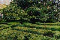 Kaboompics - Wide Tree and Trimmed Hedge Landscape in Botanical Garden