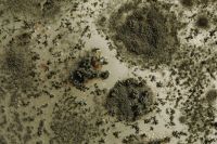 Kaboompics - Overhead Mold Colony Patterns on Pale Agar