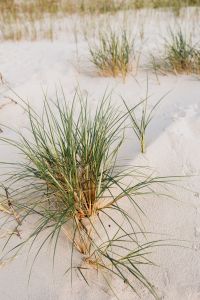 Kaboompics - Grass on a beach