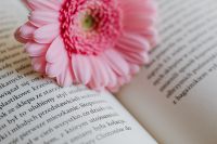Kaboompics - Pink Gerbera Bloom Across an Open Book