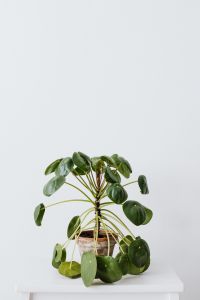Kaboompics - Potted Pilea Peperomioides Chinese Money Plant