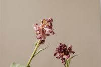 Kaboompics - Dried Pink Flower Stems On Beige Background