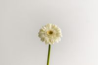 Kaboompics - White Gerbera Portrait on a White Background