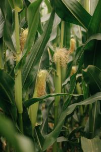 Kaboompics - Maize Field Texture And Leaves