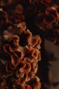 Kaboompics - Dark Moody Still Life of Dried Flower Heads