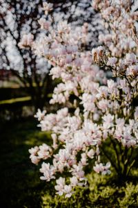 Kaboompics - Flowering Magnolia Tree Against a Deep Green Spring Background