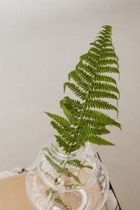 Kaboompics - Close-Up Fern Frond in Glass Vase against Soft Neutral Background