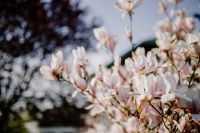 Kaboompics - Magnolia Blossoms on an Outdoor Branch in Spring