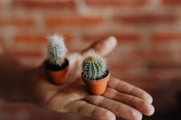 Kaboompics - Miniature cacti in clay pots