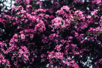 Kaboompics - Pink Blossom Tree Branches in a Dark Bokeh Background