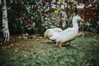 Kaboompics - White ducks on the grass