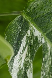 Kaboompics - Monstera Variegata Leaf Covered in Water Droplets