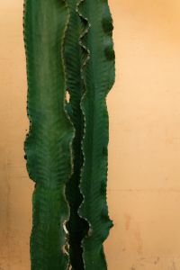 Kaboompics - Columnar Cactus Against Yellow Wall