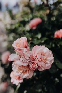 Kaboompics - Softly Blurred Pink Roses and Foliage for Floral Backgrounds