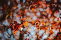 Kaboompics - Autumn leaves