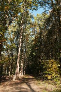 Kaboompics - Narrow Path Through a Sunlit Autumn Forest