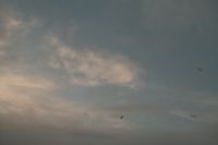 Kaboompics - Seagulls Gliding Through a Moody Blue-Gray Sky