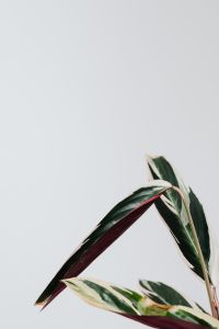 Kaboompics - Calathea Triostar Leaf Pattern in Pink Green and Cream
